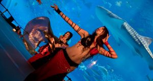 Bellydancer at Churaumi Aquarium